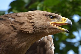 鷹,鳥,捕食鳥