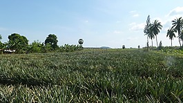 泰國,景觀,亞洲