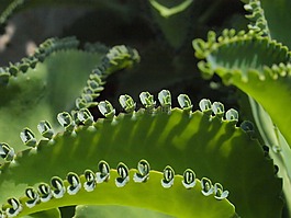 仙人掌,萌芽,芽
