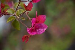 花,三角梅,春天