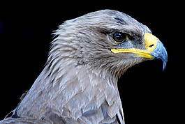 鷹,鳥,捕食鳥