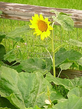 太阳花,花园,拆分铁路