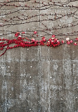 秋,混凝土,秋天