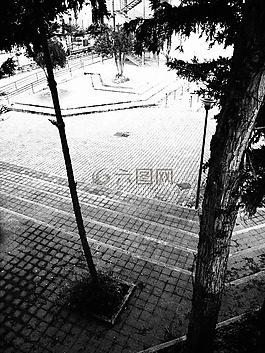樹,學校,庭院