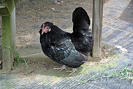 雞,黑,鳥