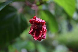 花,紅色的花,自然
