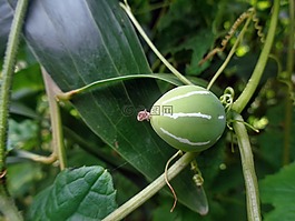 黃瓜,植物,自然