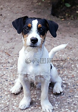 狗,杰克羅素梗,小獵犬