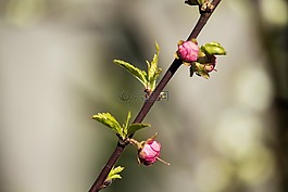 春,性質(zhì),杏仁