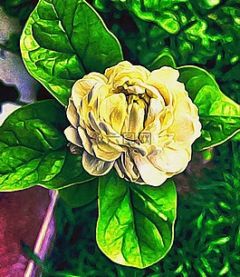 花園,植物,葉子
