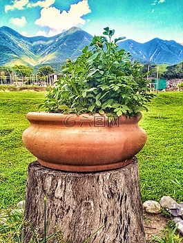 鍋,植物,自然