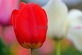 郁金香,自然,鮮花