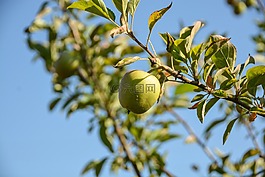 蘋果,夏天,水果