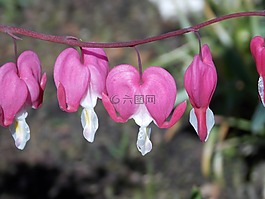 流血的心,lamprocapnos 赤松,双色心花