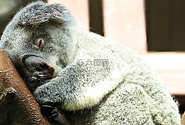考拉,動物,甜