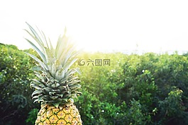 水果,金,墨西哥