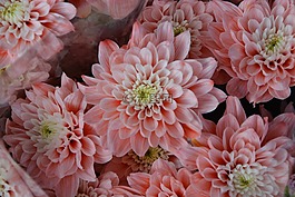 花,鲜花,三文鱼颜色