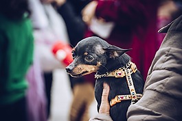 動物,寵物,狗