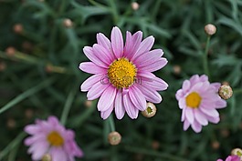 瑪格麗特,花,紫