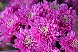 花,粉红色的花,颜色粉色