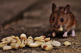 鼠標(biāo),嚙齒動物,可愛