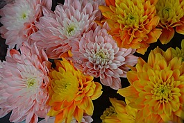 花,鮮花,顏色