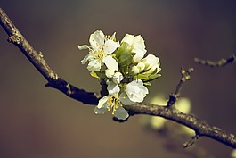 春,鮮花,白