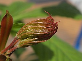 葉干,芽,關(guān)閉