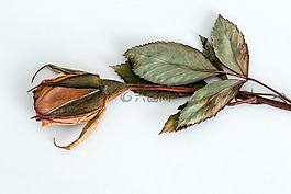 玫瑰,trockenblume,干