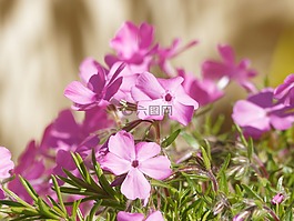鮮花,春天,夾竹桃
