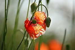 罌粟,klatschmohn,開花