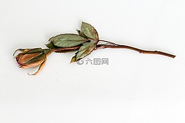 玫瑰,trockenblume,干