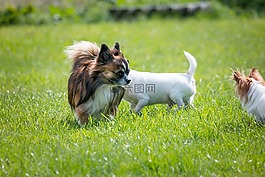 奇瓦瓦州,狗,chiwawa