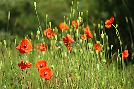 花,罌粟,klatschmohn