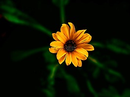 花,植物區(qū)系,自然
