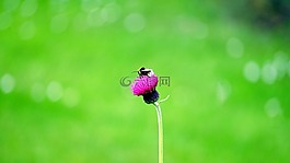 花,蜜蜂,昆蟲