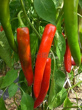 辣椒,蔬菜,植物