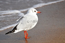 海鷗,海灘,波羅的海