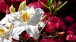 杜鵑花,綻放,花