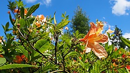 杜鵑花,綻放,花