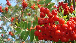 dogberries,紅色,漿果
