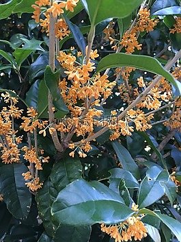桂,秋花,盛開