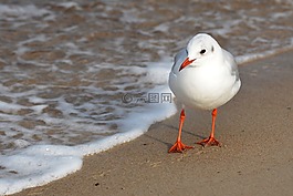 海鷗,海灘,波羅的海