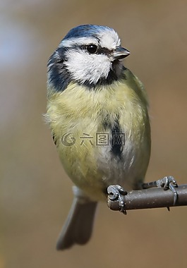 藍雀,鳥園,藍色