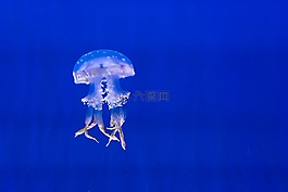 水族館,藍(lán)色,異國情調(diào)