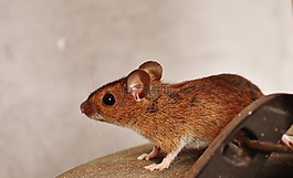 鼠標,嚙齒動物,可愛