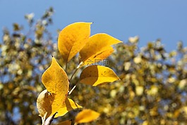 秋季,葉子,金色的秋天