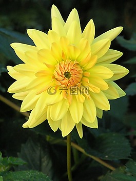 花,花園,性質(zhì)