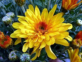 花,菊花,杜桑