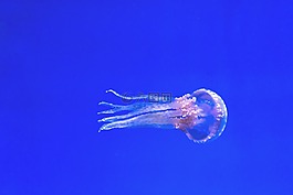 水族館,藍(lán)色,異國情調(diào)